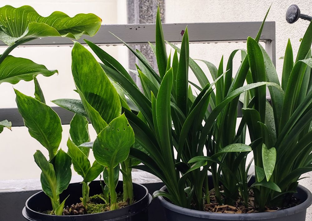 Canna et agapanthe noire pas encore en fleur devant la balustrade grise d'un balcon.