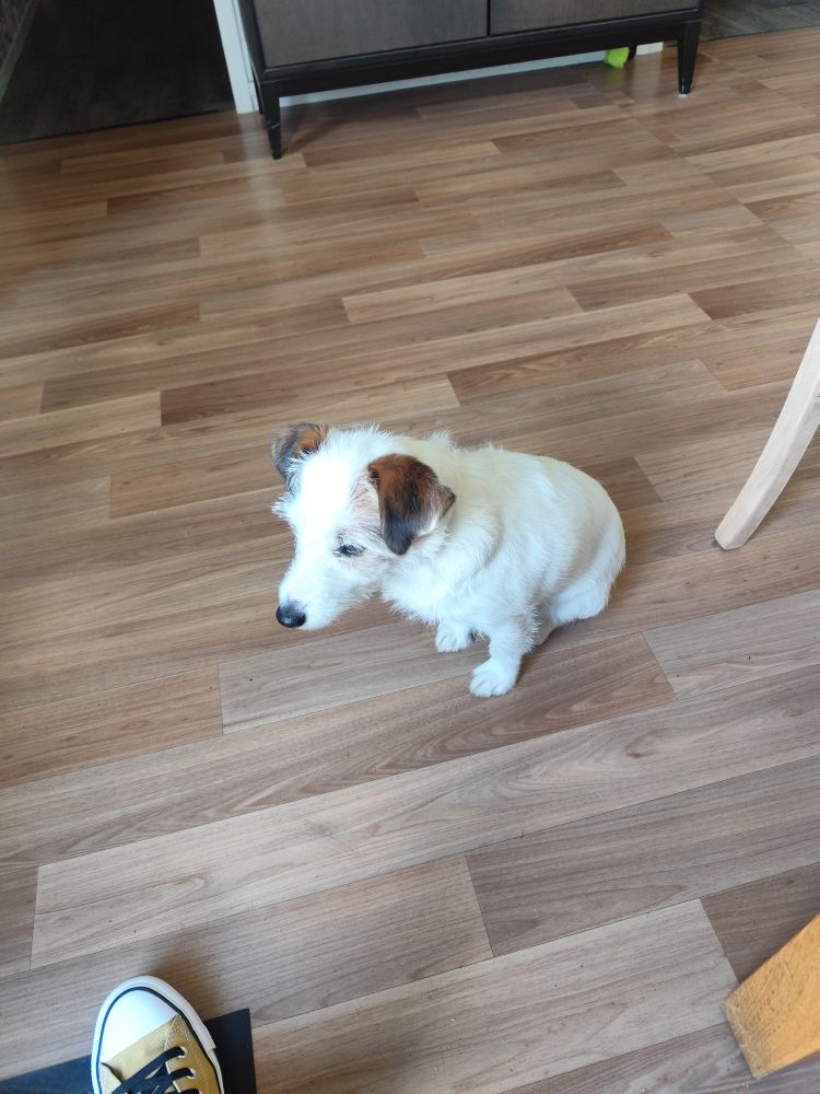 Un chien Jack Russel assis sur un lino imitation plancher attend sa promenade.