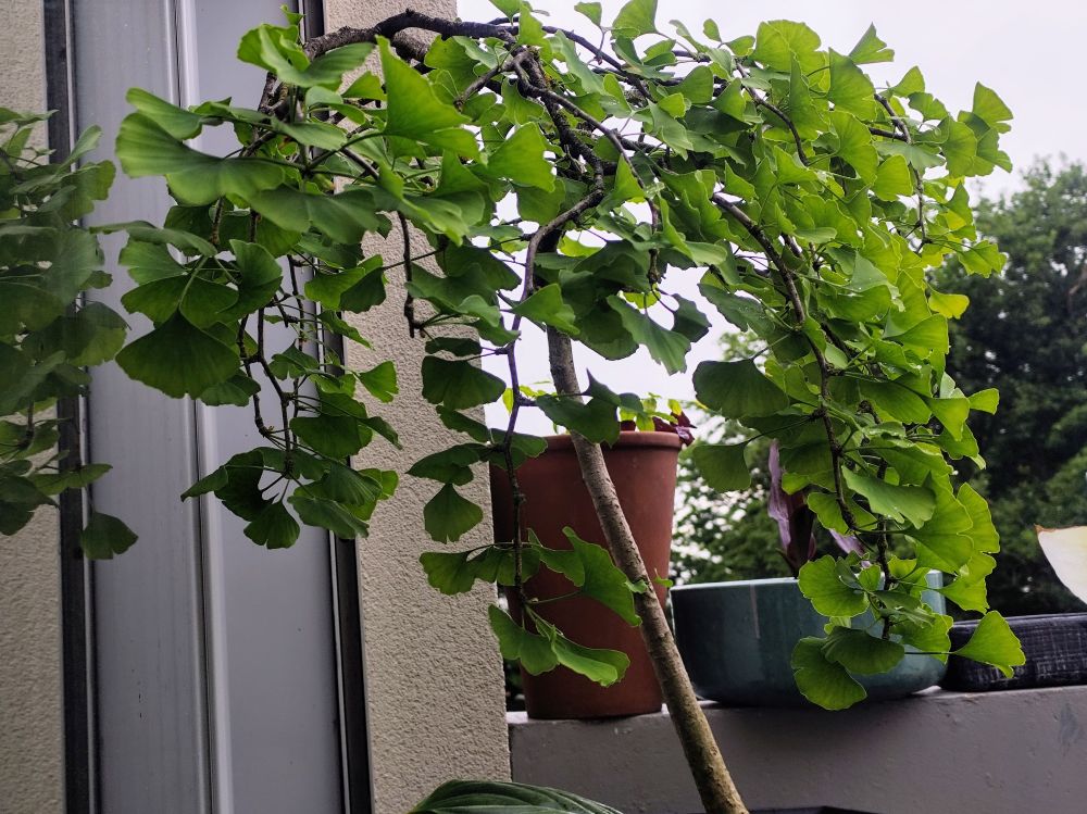 Un ginkgo tenu petit dont les branches forment un parasol près d'une baie vitrée devant d'autres plantes sur un balcon.