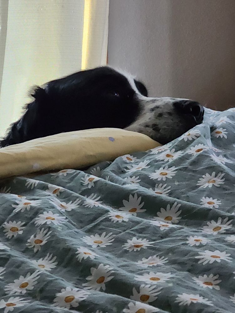 Same dog, still salty.