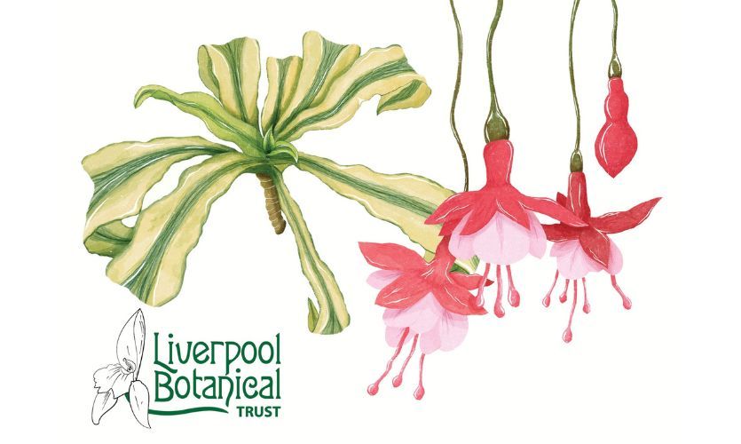An illustration of a green Dracaena Fragrans ‘Victoria’ plant and a pink Fuchsia ‘Snow Cap’ flower 