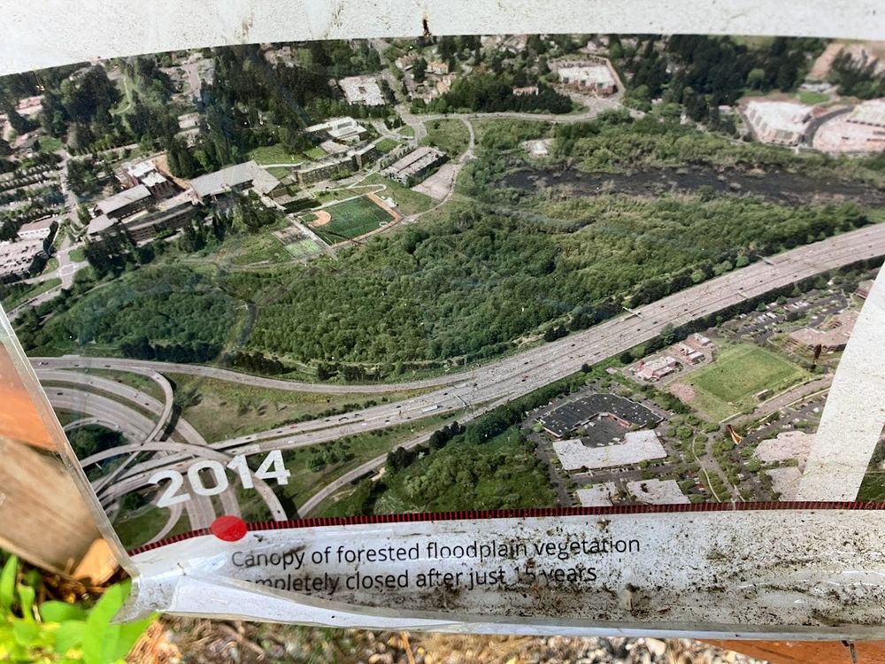 Caption on the same poster as the previous post.

2014: Canopy of forested floodplain vegetation completely closed after just 15 years.