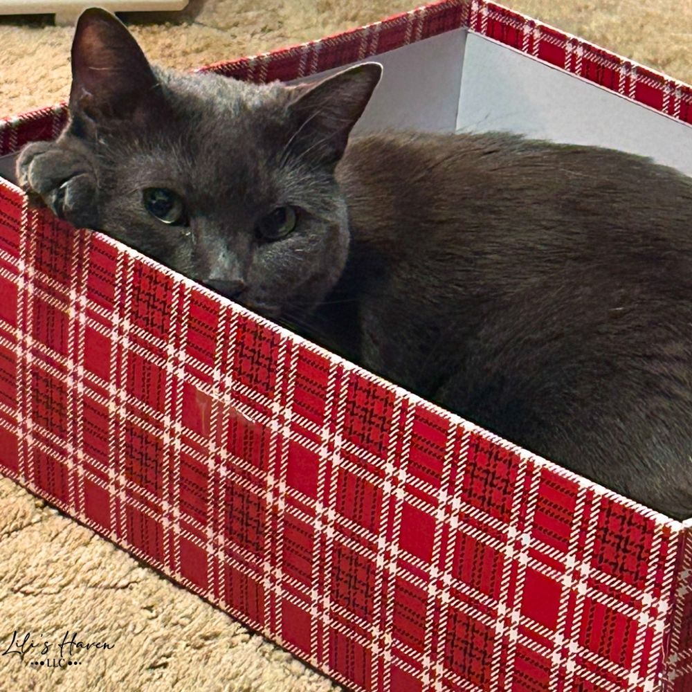 Grace says happy #caturday 🥰