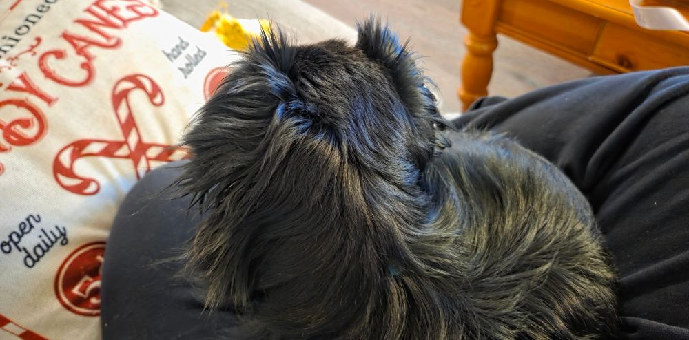 A small, black, longhaired chihuahua sits curled up on my lap on the couch. I am wearing black sweatpants and you can see a Christmas themed pillow and a banana peel dog toy. 