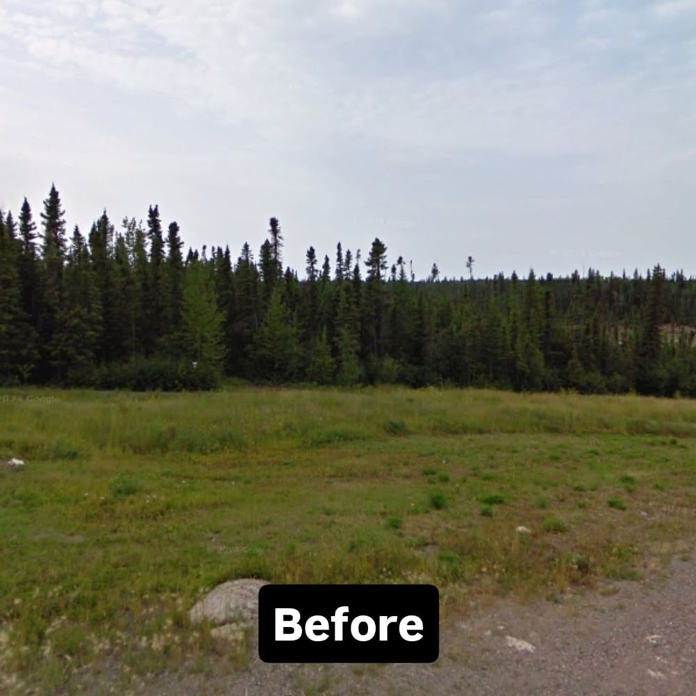 Picture of a black spruce forest just beyond a field of yellowing grass on a cloudy day.