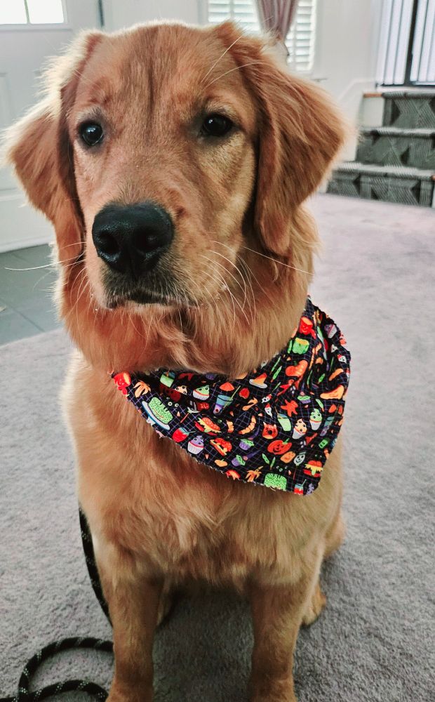 Female Golden Retriever at 11 months