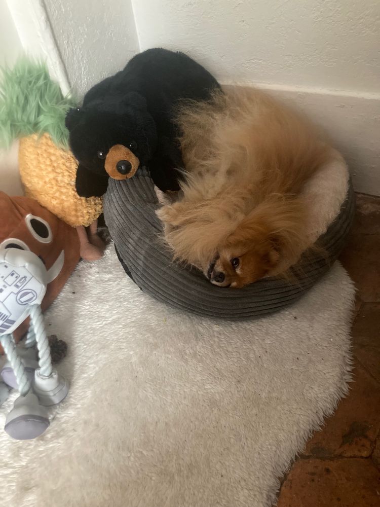 Spitz nain dans son panier