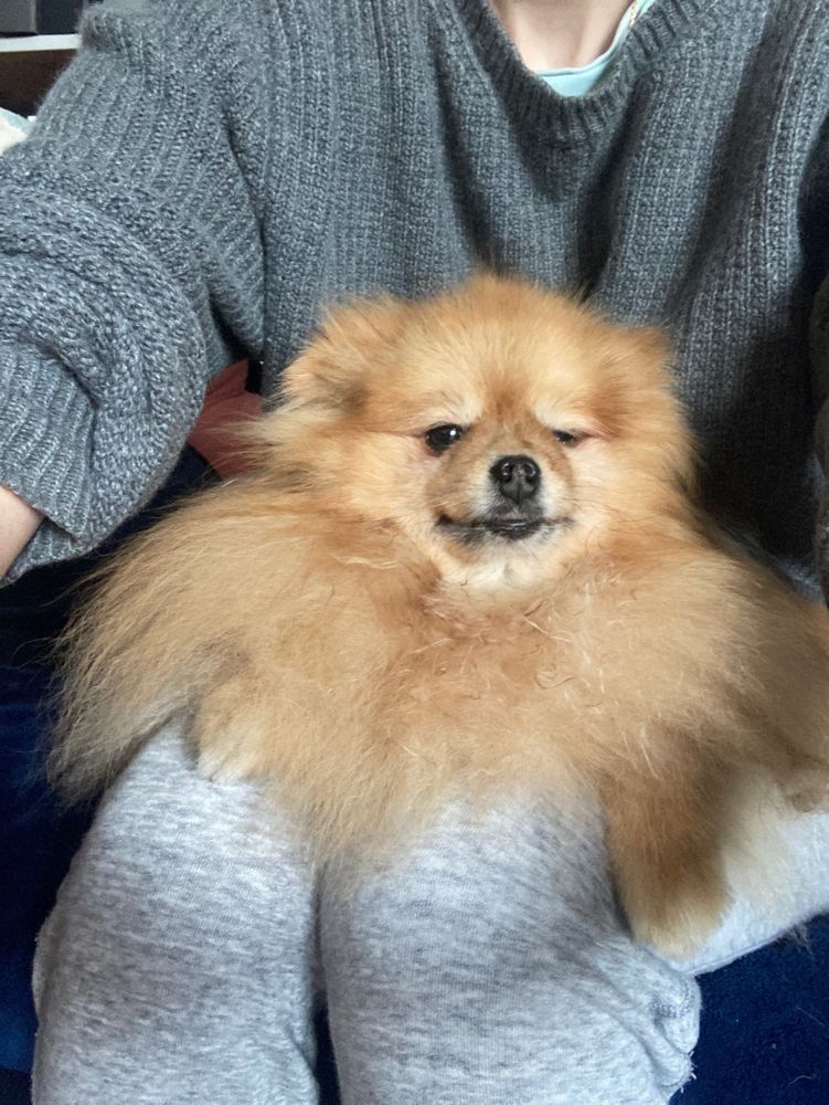 Spitz sur mes genoux