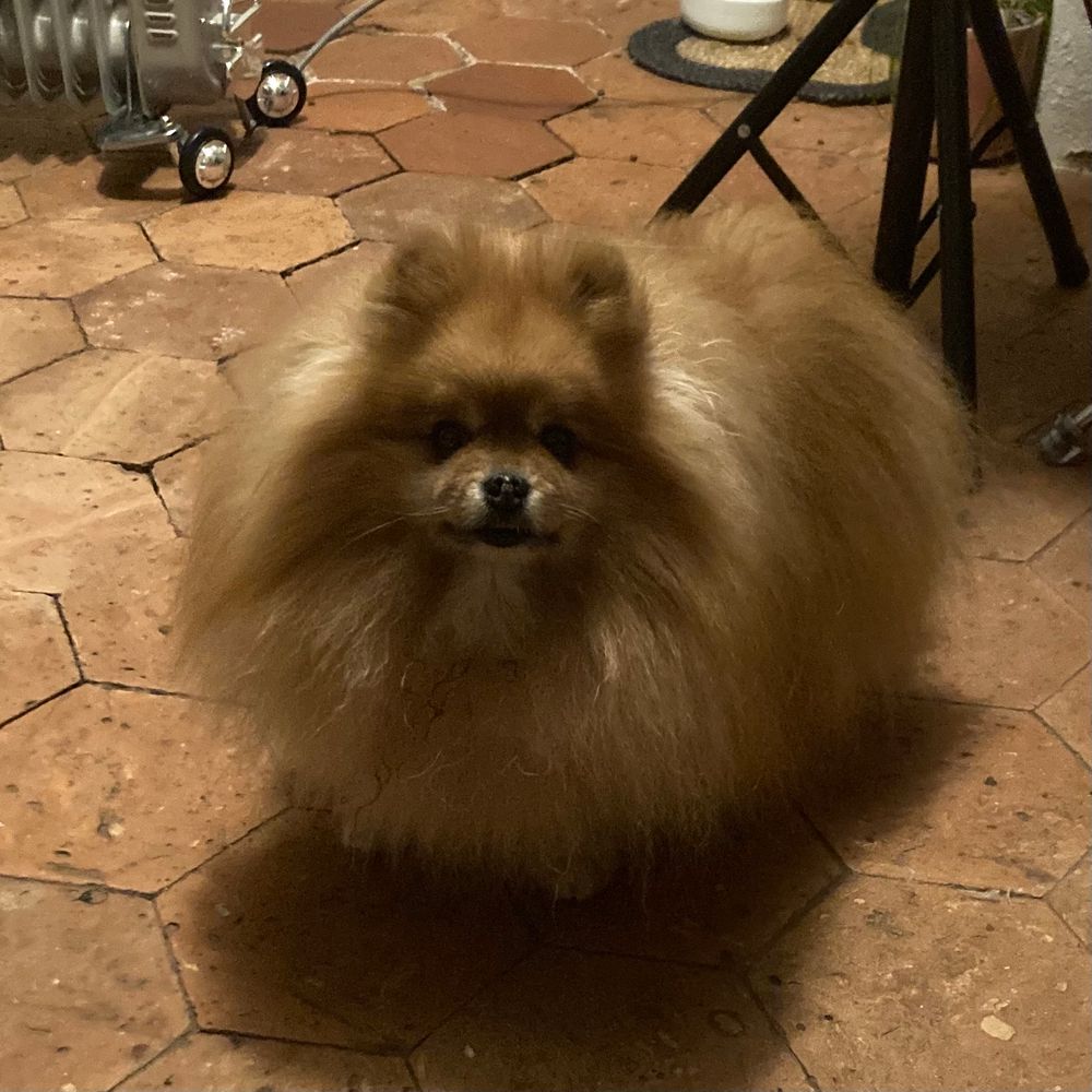 Spitz au regard suppliant