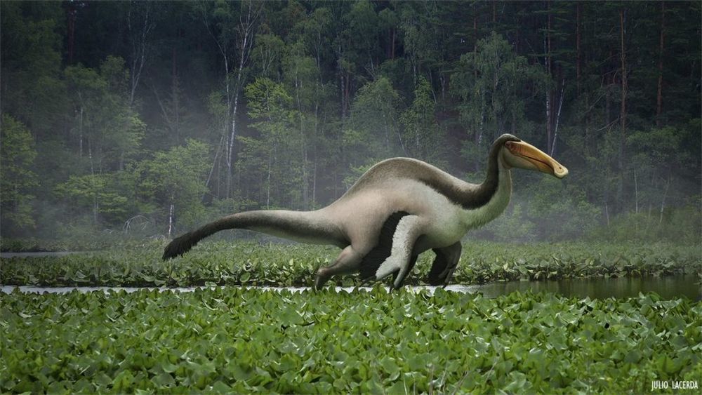 Drawing of a Deinocheirus theropod in a Cretaceous marsh, by Julio Lacerda.