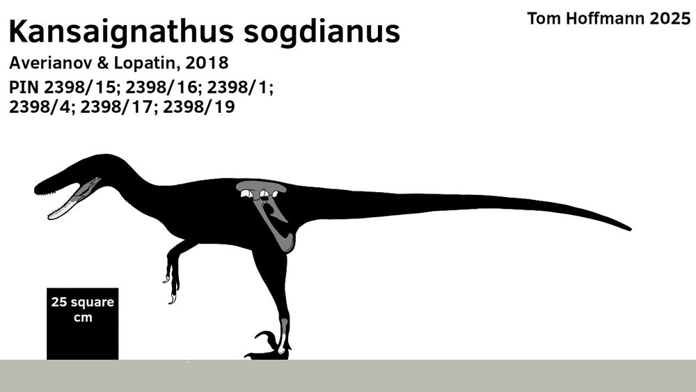 Skeletal reconstruction of Kansaignathus sogdianus, a velociraptorine dromaeosaur from Late Cretaceous (Santonian) Tajikistan, measuring roughly 2 meters in length.

White = Known material 
Dark grey = Reconstructed material
