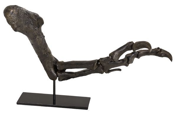 Replica arm of Tyrannosaurus.
 Credit: Black Hills Institute Of Geological Research (BIH)