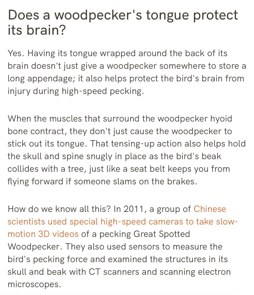 Does a woodpecker's tongue protect its brain?

Yes. Having its tongue wrapped around the back of its brain doesn't just give a woodpecker somewhere to store a long appendage; it also helps protect the bird's brain from injury during high-speed pecking.

When the muscles that surround the woodpecker hyoid bone contract, they don't just cause the woodpecker to stick out its tongue. That tensing-up action also helps hold the skull and spine snugly in place as the bird's beak collides with a tree, just like a seat belt keeps you from flying forward if someone slams on the brakes.

How do we know all this? In 2011, a group of Chinese scientists used special high-speed cameras to take slow-motion 3D videos of a pecking Great Spotted Woodpecker. They also used sensors to measure the bird's pecking force and examined the structures in its skull and beak with CT scanners and scanning electron microscopes.