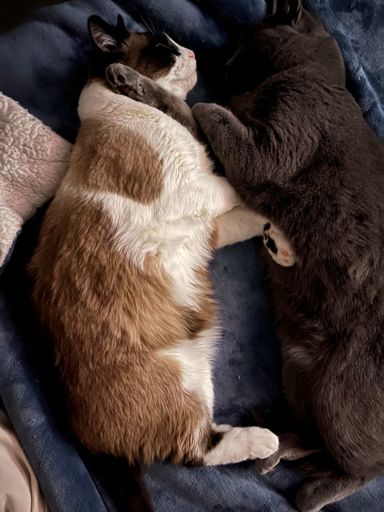 Snowshoe fatty cat on the left snoozing peacefully, while gray mischief maker decides he needs company and cuddles