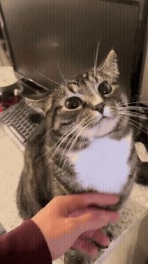 a gif of a person petting a cat by its chest