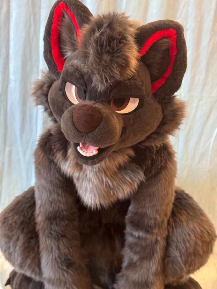 an image of a black wolf fursuit on all fours with a slight head tilt.