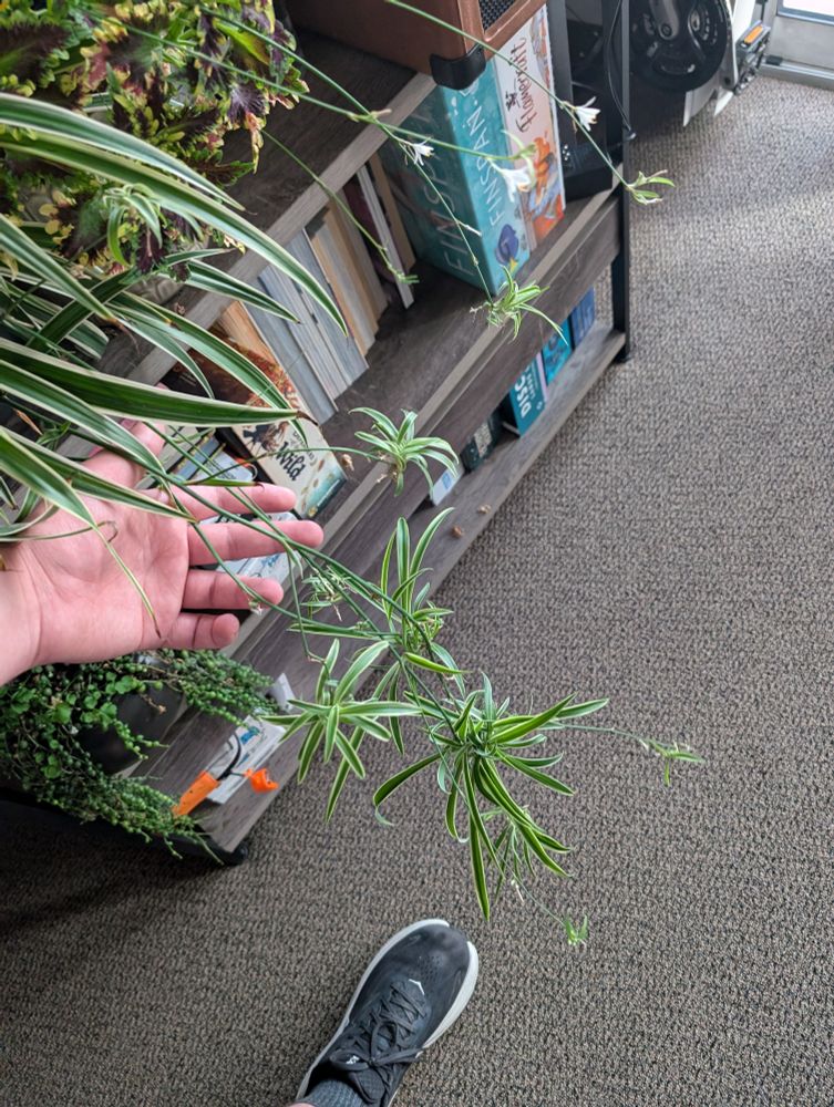A spider plant with many extensions coming off it with little spider plant babies growing