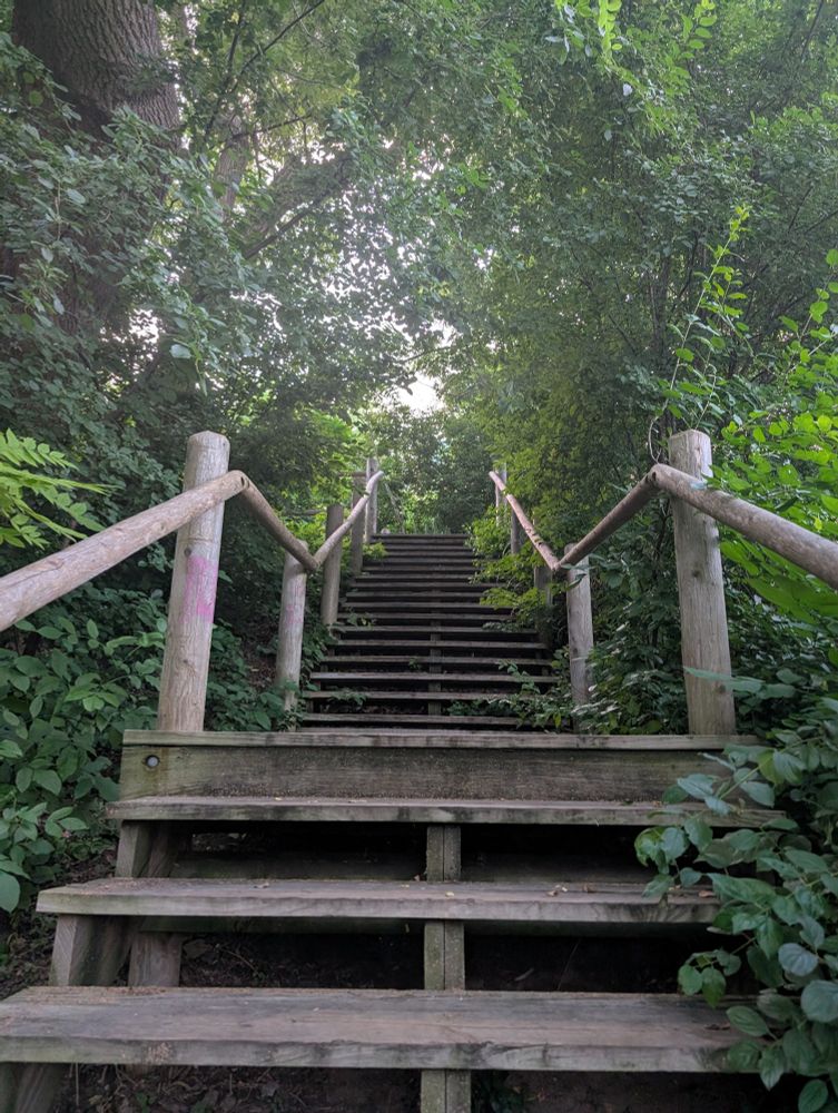 A picture going up wooden stairs surrounded by greenery