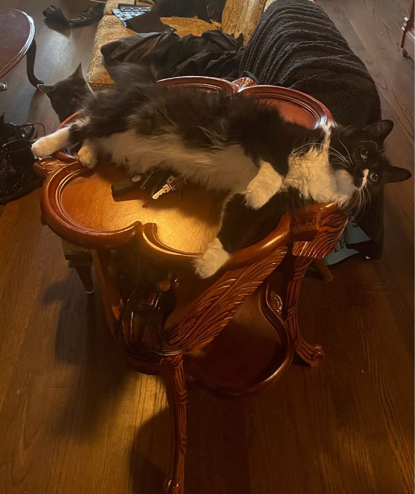 A wooden side table with three legs carved into the shape of dragonflies. The tabletop is shaped like a flower and has a marquetry dragonfly across it, but you can’t tell because it’s covered entirely by a fluffy tuxedo cat. Behind the cat is the head of another, smaller cat, peering up over the edge of the table. There’s also a couch in the background with far too many black coats tossed lazily onto it.
