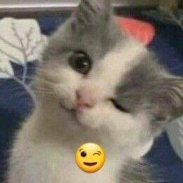 A kitten tilting its head and winking, with the wink emoji below it