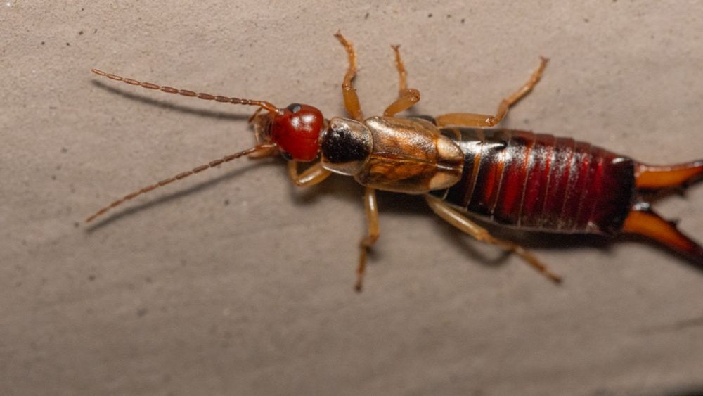 Macro photo, in dorsal view, of a 6-legged critter oriented to the left on a smooth light brown surface. The insect's body and head are glossy. The head and abdomen are red; the legs are light orange-brown. At the back, truncated at the edge of the photo, are two orange crescent-shaped appendages.