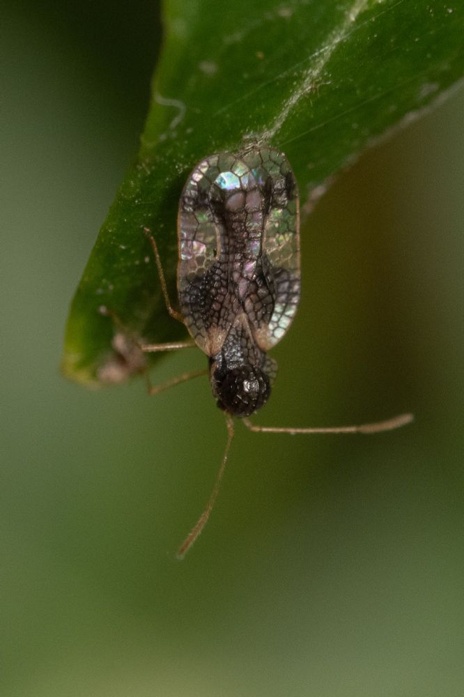 Macro photo of an insect, head downwards, on the tip of a green ivy leaf. Its wings outline a racetrack shape resembling a stained glass window:  between dark veins are "cells," some of which are iridescent or transparent. The nearly spherical head is dark and opaque but has a similarly tiled surface. The background is blurred green.