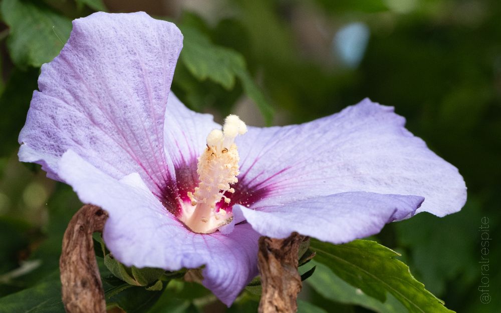 Close-up photo of a flower with a light purple wavy petal, deep red near the centre, surrounding a white column with white anthers. There is green foliage in the background.