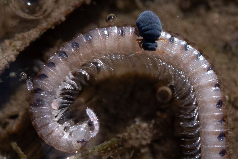 Macro photo, zoomed in from the second image. It shows the front end of a millipede lying on its side and curled in an arc. It is pinkish white with a dark spot on most of the segments. Its many legs, which glisten in the sunlight, point inward. The shapes are pretty uniform for most of its length and distinctive at the very front, at the bottom left of the image. Standing upon it, about as long as the millipede is wide, is a dark bluish gray creature with a gently wrinkled surface on its globular body and flattish round head. Its legs and antennae are orange. At top left is a bubble that is almost large enough to surround the springtail.