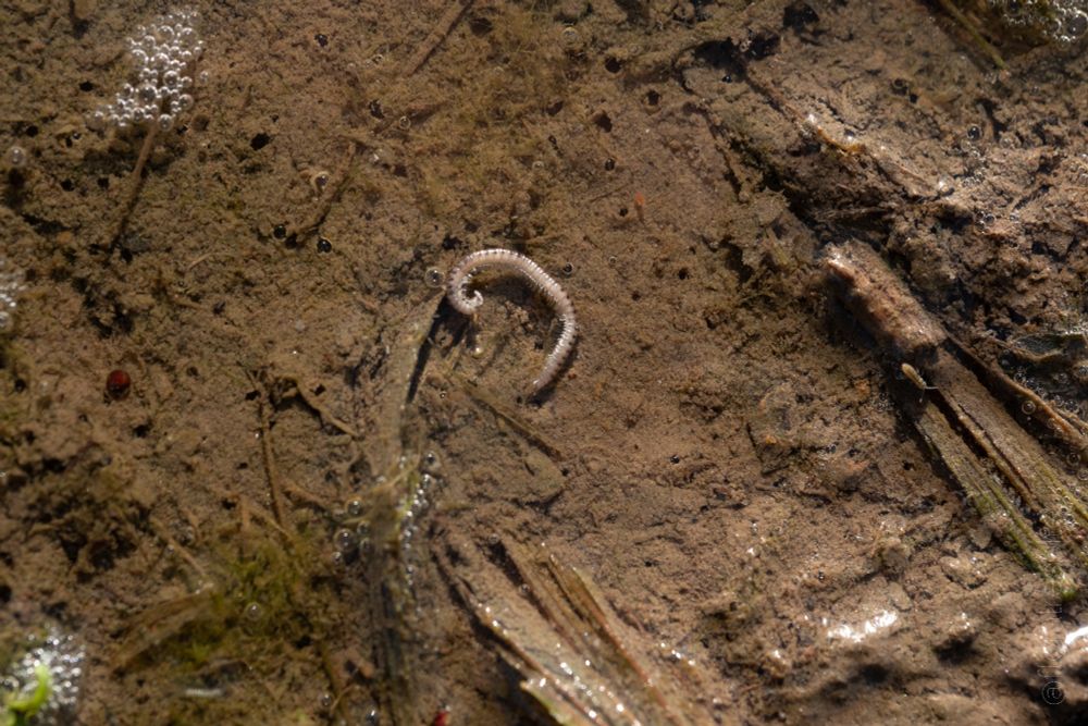Close-up photo of shallow water on light brown muddy sand. In the centre is a narrow white tubular creature in a spiral posture. Near the right edge of the image, by what appears to be a partially decayed stalk, is a long, thin beige animal with antennae pointing out at an angle. Near the left edge is a red button-like shape. Several small, dark globules are embedded in the sand. At centre-right is a small orange blob, not yet identified. Bits of fine vegetative matter give a greenish cast to parts of the image. Mostly around the perimeter of the image, not in focus, are several clusters of bubbles.