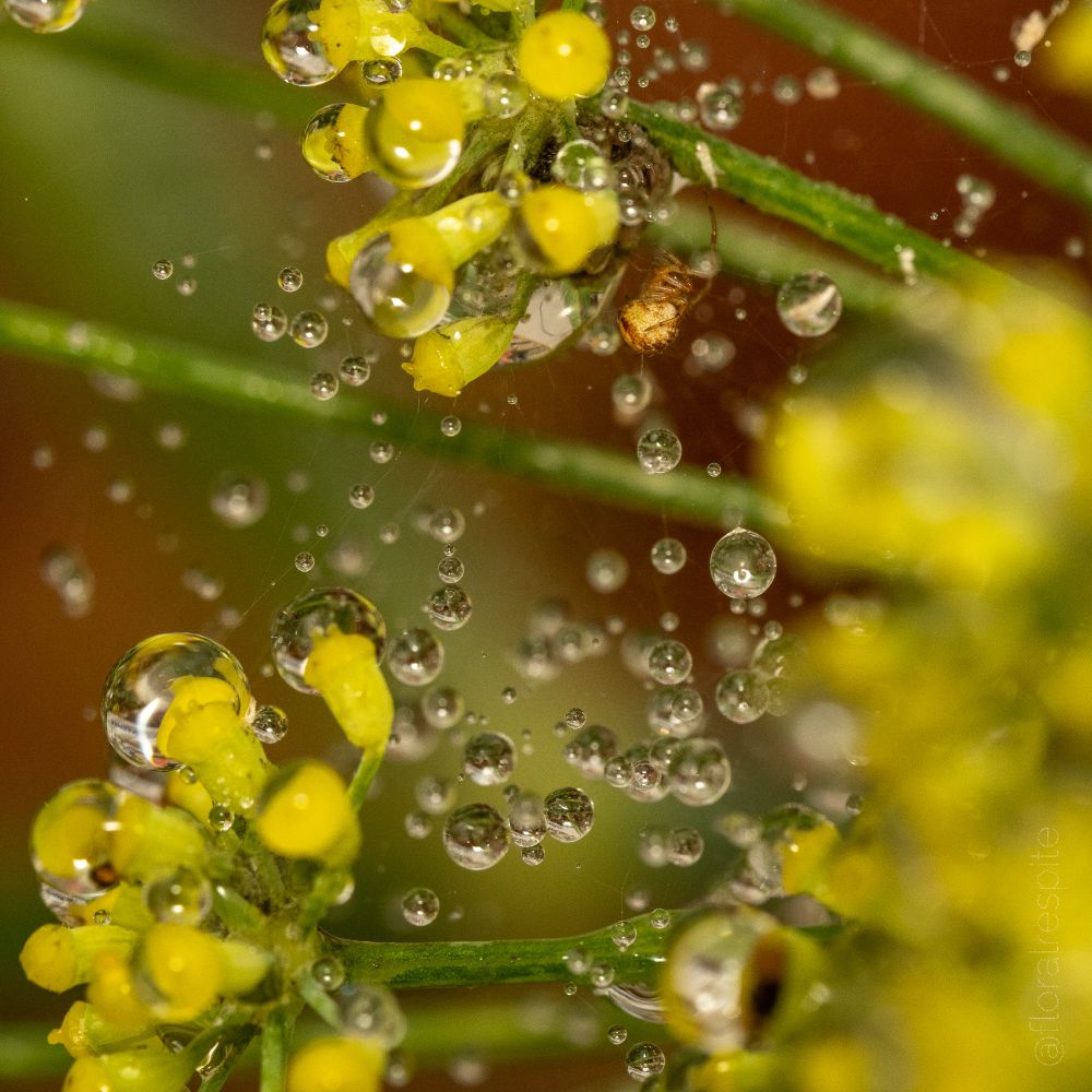 Macro photo of yellow radial flowerheads interspersed with tiny spherical droplets of water, which catch the light. At upper centre is a small spider with a round abdomen, cream-coloured with dark orange markings, and orange legs.