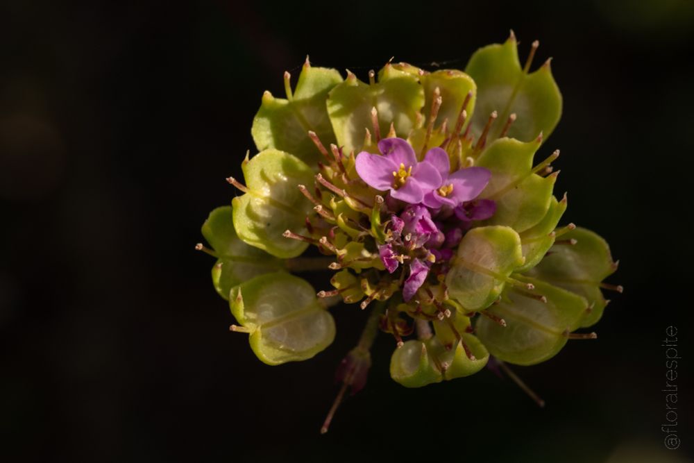 Close-up of small light purple flowers surrounded by light green disks, against a black background.