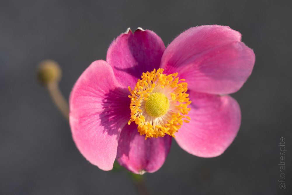 Close-up photo of a flower with five hot pink oval petals around a nubbly yellow-green centre with a ring of bright yellow stamens. The stamens cast sharp shadows under bright sunlight. In the background is a blurred bud against blurred neutral gray.