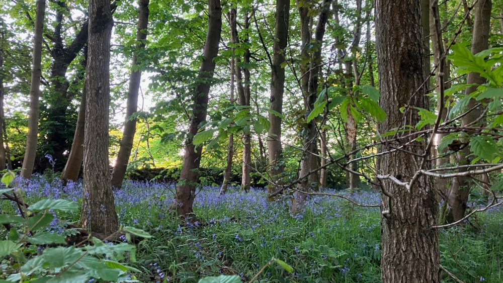 Bluebell wood with many thin trees, sunlight behind.