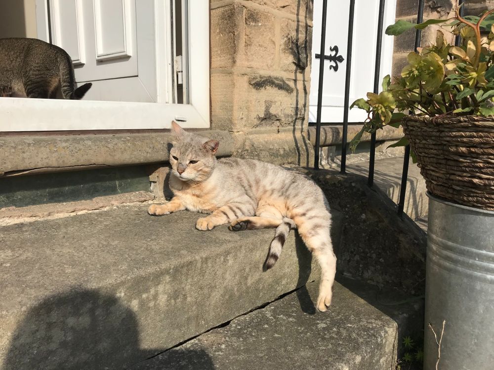 Snow Bengal cat lolling in the sunshine on front door stone steps