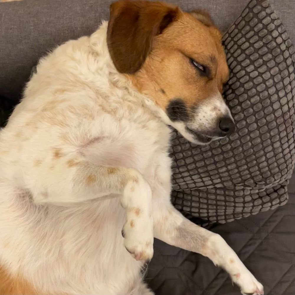 Medium sized white dog with reddish brown spots (large and small) lying belly up on a grey couch with her head on a grey pillow. Her eyes are barely open and starting to gloss over.