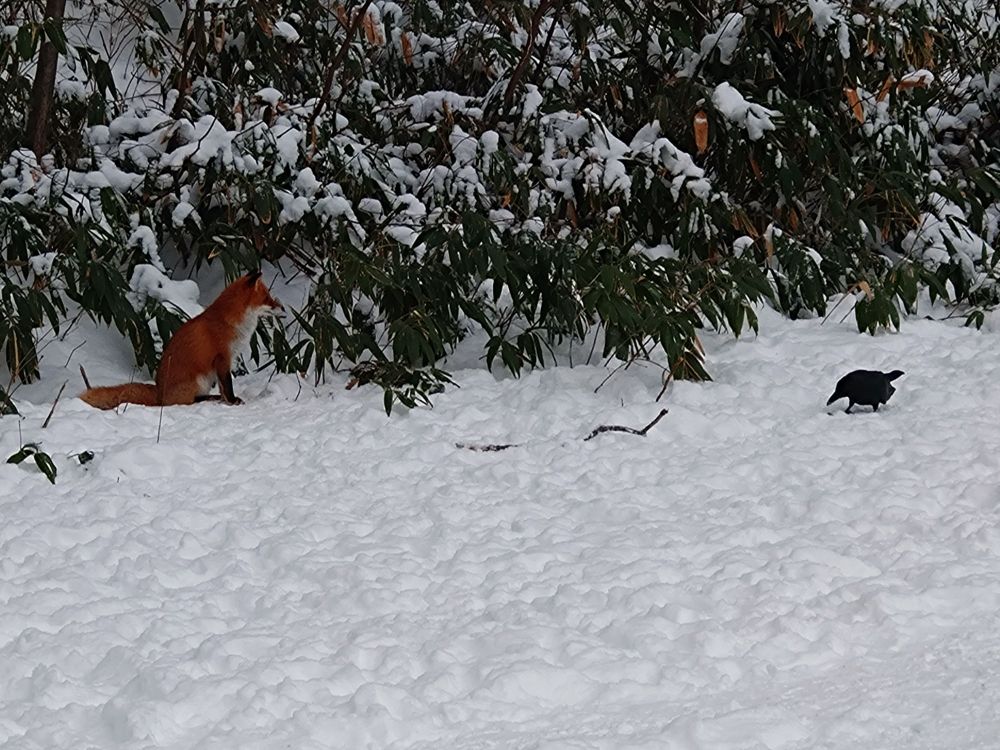 キツネとカラス