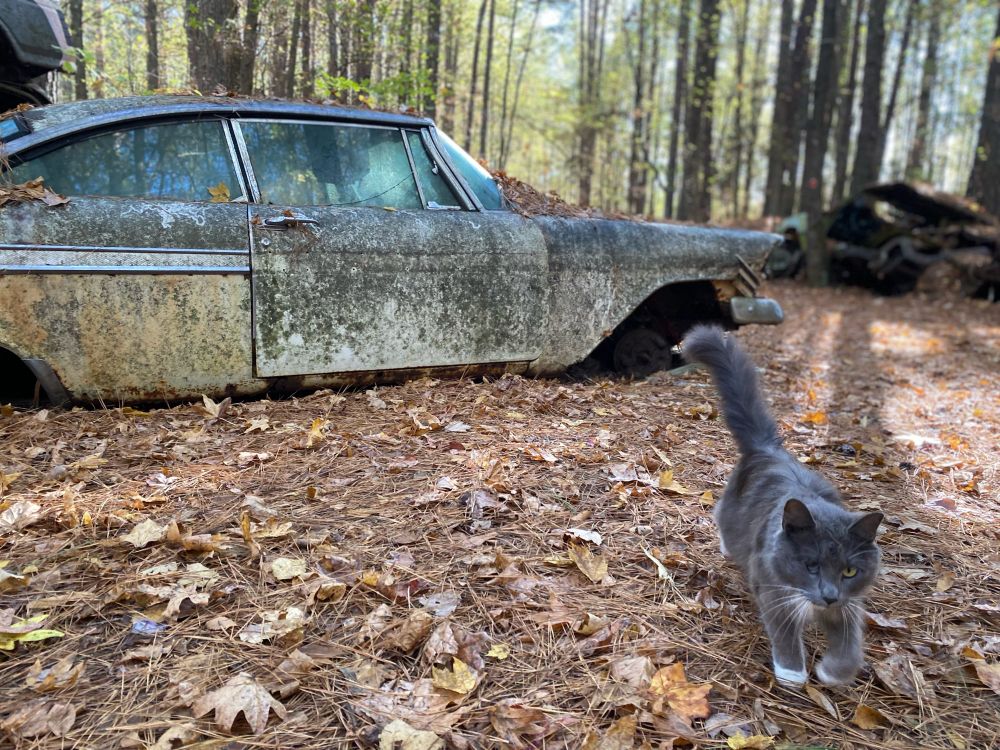 One eyed cat I named HeadLight at Old Car City USA, North Georgia, USA