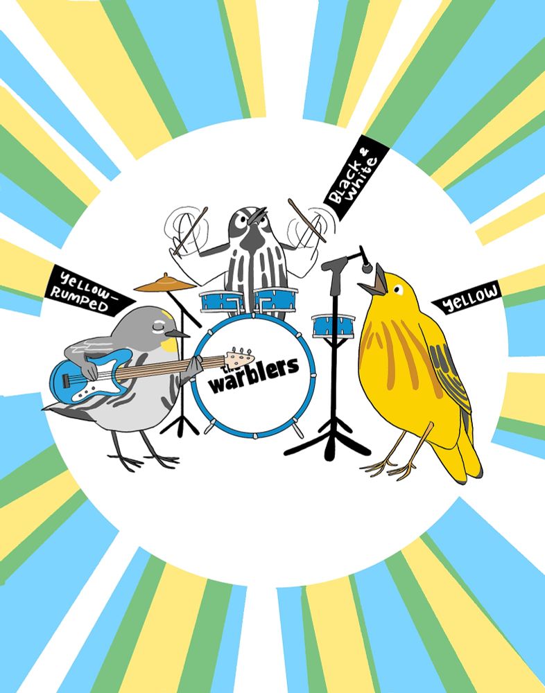 A digital drawing of three cartoony migratory birds - warblers - playing in a rock band. The black and white warbler spins his drumsticks behind a drum kit with The Warblers on the bass drum. On the bass guitar is the yellow rumped warbler. Singing at a microphone is the yellow warbler. Labels with their names are next to their heads. 