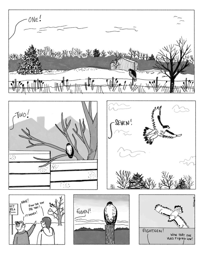 A six-panel black and white comic. 
Panel 1: Spans the top of the page, shows a flat midwestern rural landscape of trees in the background, fields and a shed in the middle ground, and one leafless tree and a fence in the foreground. A red-tailed hawk sits on one of the fence posts. Off to the side comes a speech bubble: ONE!
Panel 2: A square panel of houses silhouetting the background. In the middle ground is a leafless tree with a red-tailed hawk sitting in one of the middle branches. One of the branches hangs over a wall, which is in the foreground. This is the kind of wall that divides neighborhoods from the sound of the highway. The speech bubble coming from off to the side says Two!
Panel 3: In the background, mostly sky with whispy clouds. We see the tops of leafless and evergreen trees at the bottom of the panel. In the middle of the panel, a soaring hawk. The speech off the side says Seven!
Panel 4: In the background, a leafless tree and a hawk swooping from one branch to another. In the middle ground, a sign that partially says "Rest area" with a sign pointing to the left. In the foreground, two figures, talking. Me, with a short mohawk up in a bun and dark jacket, faces away toward the tree and points. The other figure, Dad, Looks toward me. He has darker short hair and wears glasses and a light colored hoodie. I say, "Nine!" he says, "How did you see that?" I reply, "It moved!"
Panel 5: A sky starting to darken with a few stars. Background trees, farther away now. A darkening field. A closer-up fencepost, on it sitting a closer-up hawk more in detail. Eleven! I shout.
Panel 6: In the background, only gray sky. The underside of a hawk takes up almost the whole panel. It's starting to pass over behind a building. Off-panel, I say, "Eighteen!" and Dad says, "Wow that one was flying low!"
