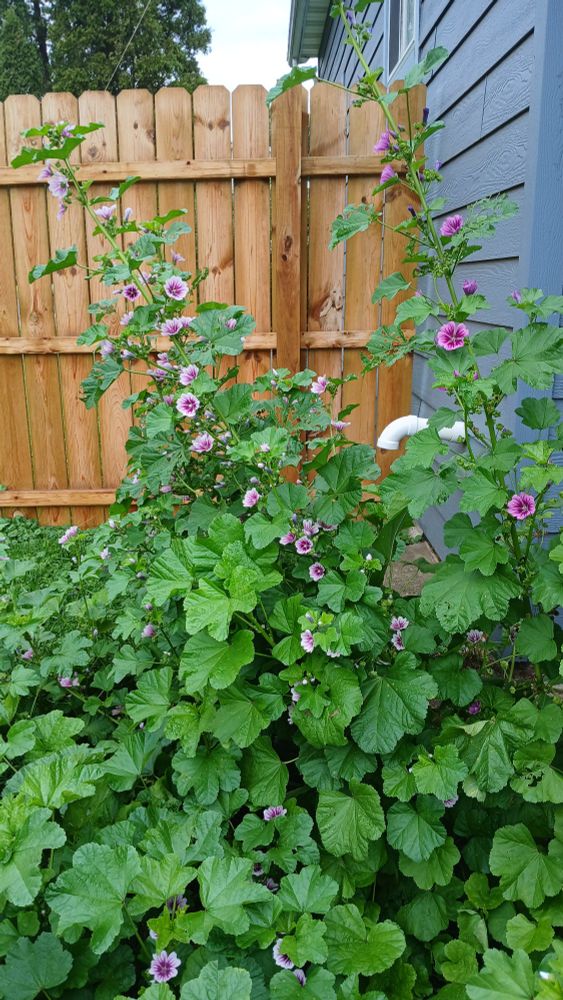 6ft tall mallow branch