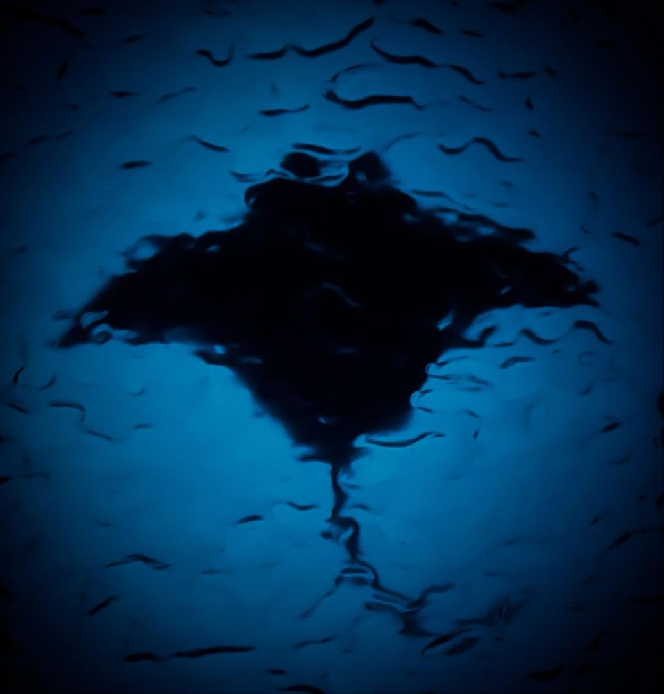 Paper manta ray silhouette against glow in the dark acrylic under water texture acrylic.