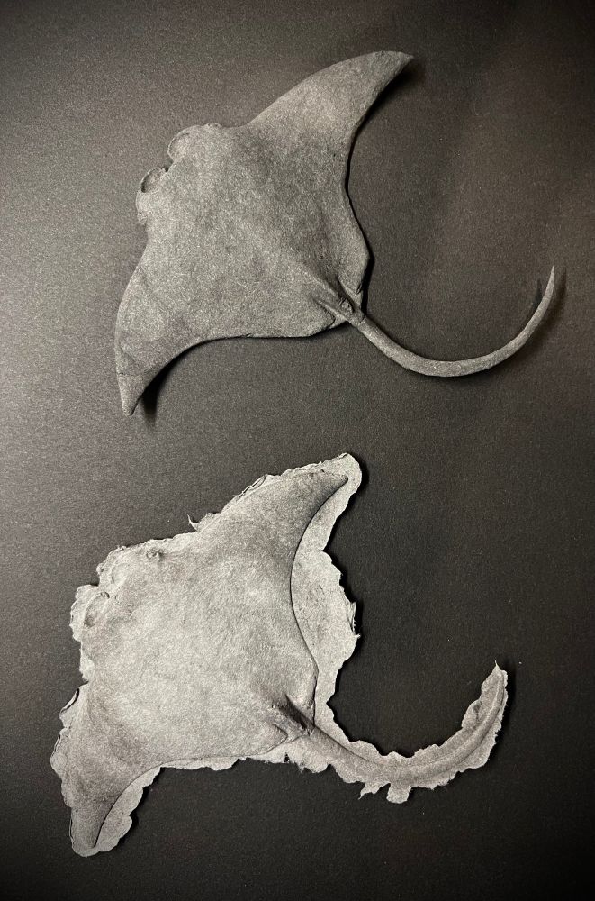 Cast paper manta ray sculpture before and after trimming. 
