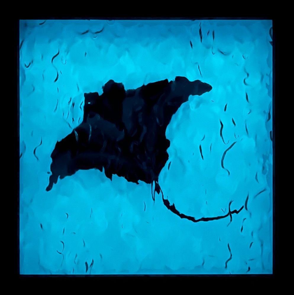 Framed manta ray artwork with a glow in the dark acrylic background and a water textured acrylic top layer. This is how the piece looks in the dark. 