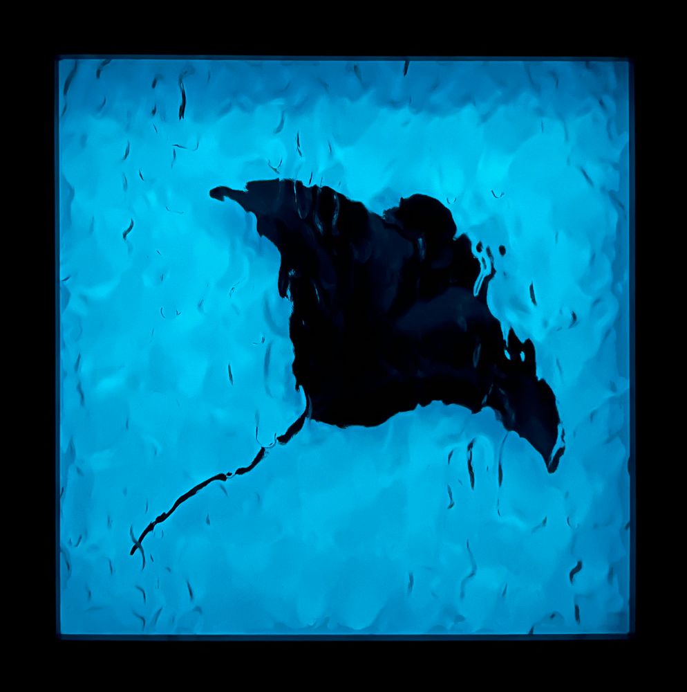 Framed manta ray artwork with a glow in the dark acrylic background and a water textured acrylic top layer. This is how the piece looks in the dark. 