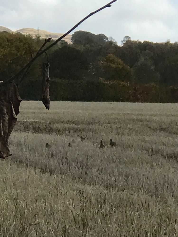 Bad photo of some birds in a field. No idea what they are. Maybe hen pheasants or grouse? 