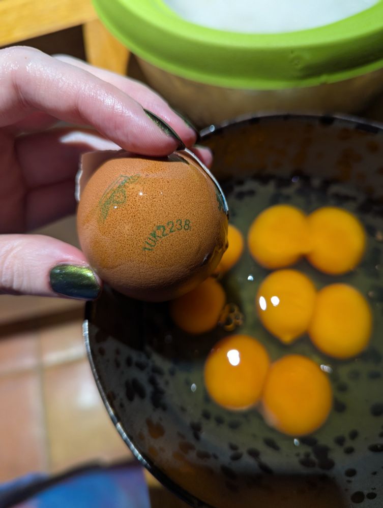 Fingers with green nail polish hold a brown chicken egg with stamp 1UK2238 over a black bowl with 8 yolks.