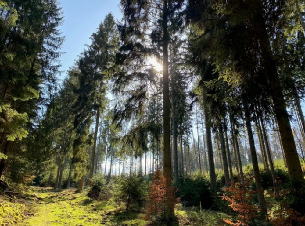 «Retten, was zu retten ist»: Schädlingsplage bei umstrittenem Post-Wald