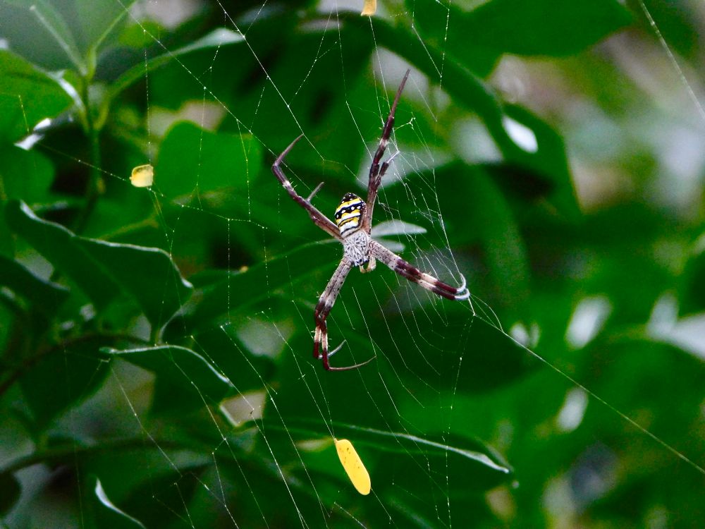 An adult St.Andrew’s cross spider, banded black, grey and white legs, the abdominal bands black and yellow, green leaves in the back ground, facing down in an X shape