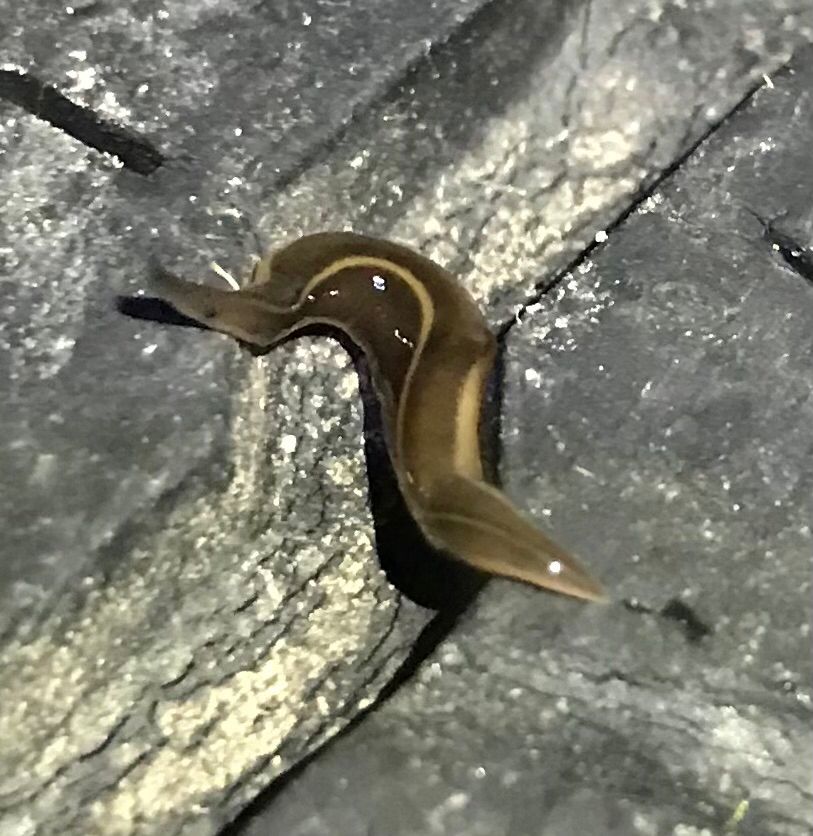 It’s a skiff planarian, a flatworm laying on a tyre tread, the vehicle had just been moved. It’s facing to the left, it has a caramel coloured single stripe along its back and caramel coloured underside with a brown body. 