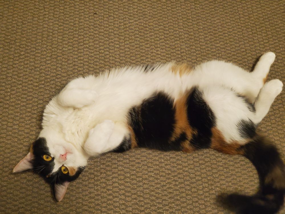 The prettiest calico cat in the whole world is showing her belly to the camera